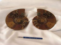 Ammonites 7-8 inch AA Quality 2pairs