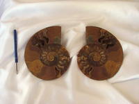 Ammonites 7-8 inch AA Quality 2pairs