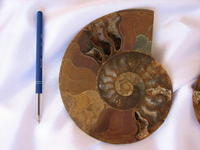 Ammonites 7-8 inch AA Quality 2pairs