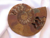 Ammonites 7-8 inch AA Quality 2pairs