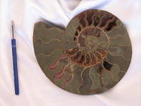 Ammonite Cut & Polished Pairs, 19-21cm - AA Quality