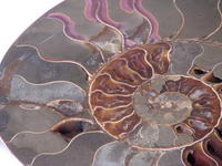 Ammonite Cut & Polished Pairs, 19-21cm - AA Quality