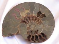 Ammonite Cut & Polished Pairs, 19-21cm - AA Quality
