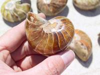 Nautilus Whole Polished Ammonite, 5-7cm