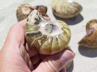 Nautilus Whole Polished Ammonite, 5-7cm