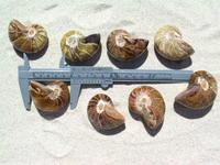 Nautilus Whole Polished Ammonite, 5-7cm
