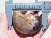 Nautilus Whole Polished Ammonite, 5-7cm