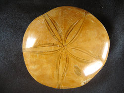Fossil Sand Dollars - Medium (6-8cm) - approx 3 inch - 2pc