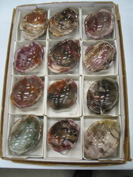 Petrified Wood Wavy Bowl
