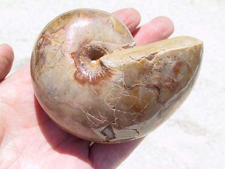 Nautilus Whole Polished Ammonite, 7-9cm