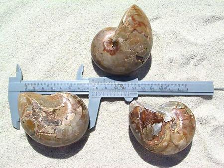 Nautilus Whole Polished Ammonite, 7-9cm