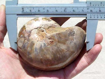 Nautilus Whole Polished Ammonite, 7-9cm