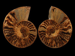 Ammonites Cut and Polished with Sutures (8-10 inch) AAA Quality