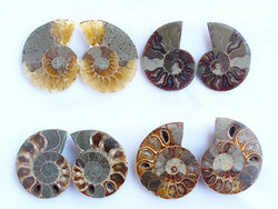 Ammonite Cut & Polished Jewellery Pairs, 5-7cm AA Quality 100 Pairs