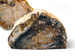 Petrified Wood Bookends (1-3Kg) - AA - 5 pairs