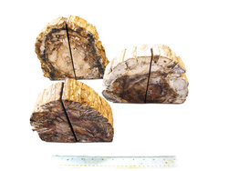 Petrified Wood Bookends (3-5Kg) - AA