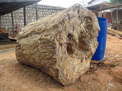 Petrified Wood Log