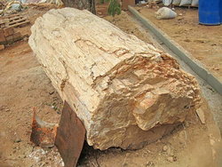 Petrified Wood Log