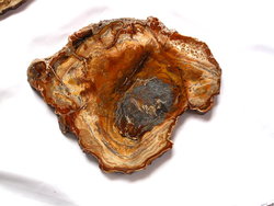 Petrified Wood Slices (7-8)AA 20pcs