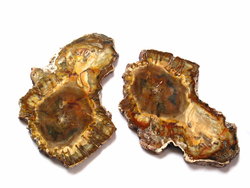 Petrified Wood Slices (7-8
