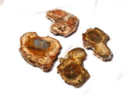 Petrified Wood Slices (7-8