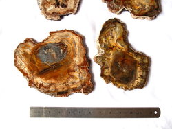 Petrified Wood Slices (7-8