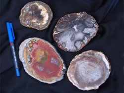 Petrified Wood Slice (3-5) AAA Quality - 5pcs
