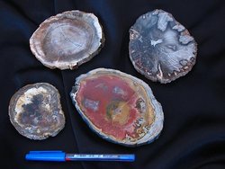 Petrified Wood Slice (3-5