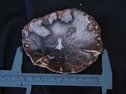 Petrified Wood Slice (3-5