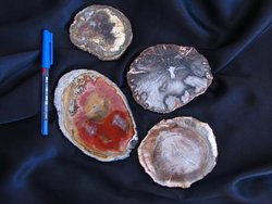 Petrified Wood Slice (3-5