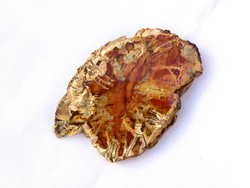 Petrified Wood Slice (1-3 inch) AA Quality 40 LB Lot