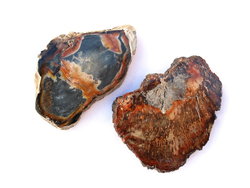Petrified Wood Slice (1-3 inch) AA Quality 40 LB Lot