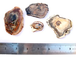 Petrified Wood Slice (1-3 inch) AA Quality 40 LB Lot