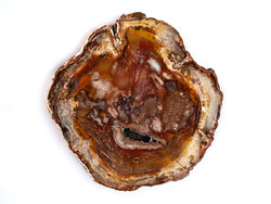 Petrified Wood Slices (5-7) AAA Quality 1pc