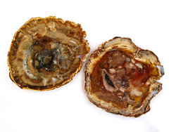 Petrified Wood Slices (5-7