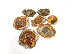 Petrified Wood Slices (5-7