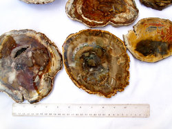Petrified Wood Slices (5-7