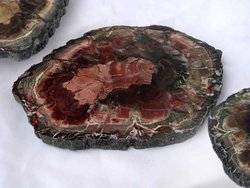 Petrified Wood Slices (7-8)AA 5pcs