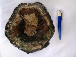 Petrified Wood Slices (7-8