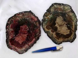 Petrified Wood Slices (7-8