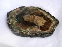 Petrified Wood Slices (7-8