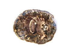 Petrified Wood Slice (1-3 inch) AAA Quality 100 LB Lot