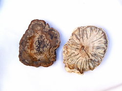 Petrified Wood Slice (1-3 inch) AAA Quality 100 LB Lot