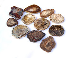 Petrified Wood Slice (1-3 inch) AAA Quality 100 LB Lot