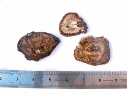 Petrified Wood Slice (1-3 inch) AAA Quality 100 LB Lot