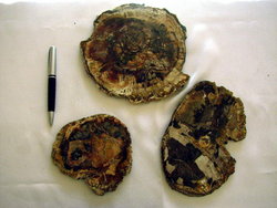 Petrified Wood Slices (5-7) 5 LB Lot AA Quality