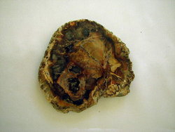 Petrified Wood Slices (5-7