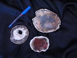 Petrified Wood Slices (3-5) AA Quality - 5pcs