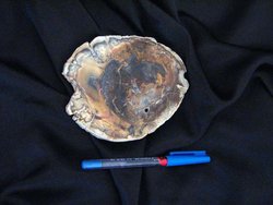 Petrified Wood Slices (3-5