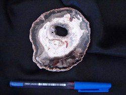 Petrified Wood Slices (3-5